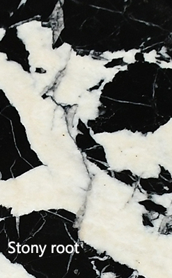 detail