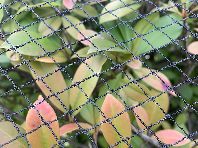 detail